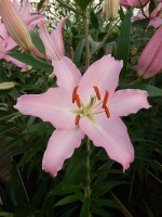 [4344 Sheila TLS VZ No02.JPG]